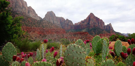 Pourquoi existe-t-il autant de cactus ? La cl&eacute; de ce myst&egrave;re ancien serait dans leurs fleurs | Biodiversit&eacute; - @ZEHUB on Twitter | Scoop.it