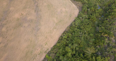 Biofuels globally emit more CO2 than the fossil fuels they replace - study | ITERG Environnement et Eco-industries | Scoop.it