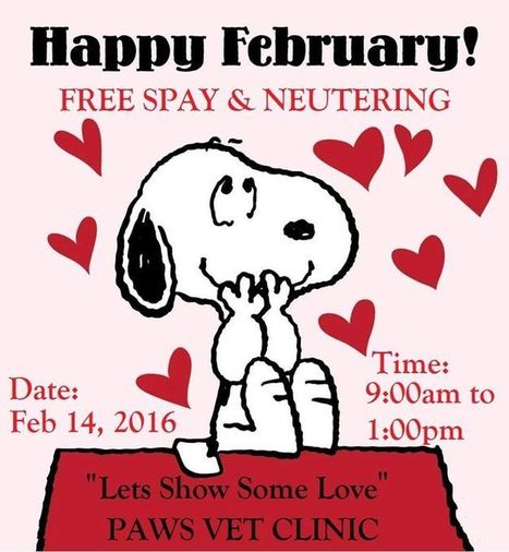 Valentine's Day Free Spay | Cayo Scoop!  The Ecology of Cayo Culture | Scoop.it