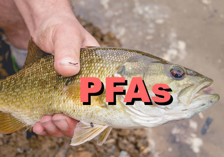 New Jersey Updates Fish Consumption Advisories for Lower Delaware River Watershed, Expands Testing to Include PFAS | Newtown News of Interest | Scoop.it