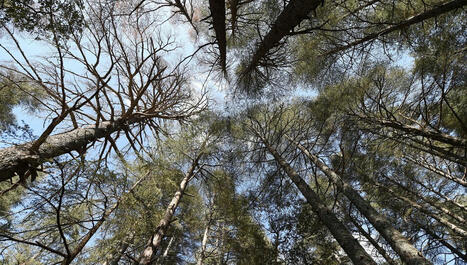 Respirer le parfum des forêts du monde avec Dominique Roques | Biodiversité - @ZEHUB on Twitter | Scoop.it