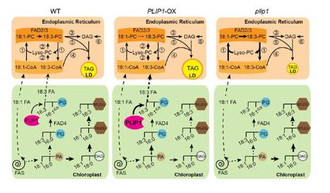 A Plastid Phosphatidylglycerol Lipase Contributes to the Export of Acyl Groups from Plastids for Seed Oil Biosynthesis | The Plant Cell | Scoop.it