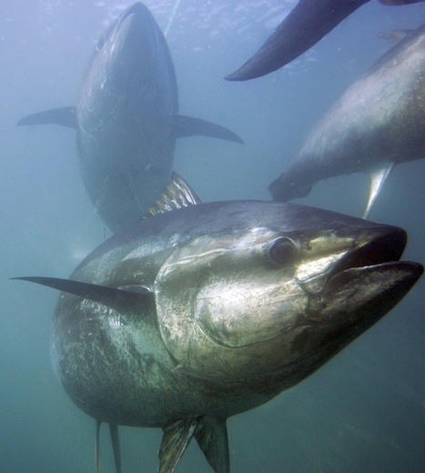 Sushinomics: How Bluefin Tuna Became a Million-Dollar Fish | The Asian Food Gazette. | Scoop.it