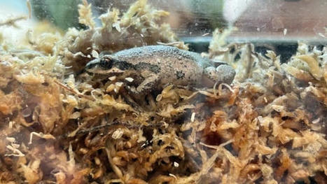 Quebec races to save western chorus frog as city builds road through wetland | CBC News | Ils parlent de nous ! | Scoop.it