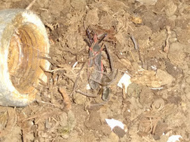 Reporte 12. Filia mi linda araña | Asómate | Bichos en Clase | Scoop.it