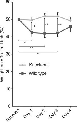 Urate Crystal Induced Inflammation and Joint Pain Are Reduced in Transient Receptor Potential Ankyrin 1 Deficient Mice &ndash; Potential Role for Transient Receptor Potential Ankyrin 1 in Gout | Rheumatology-Rhumatologie | Scoop.it