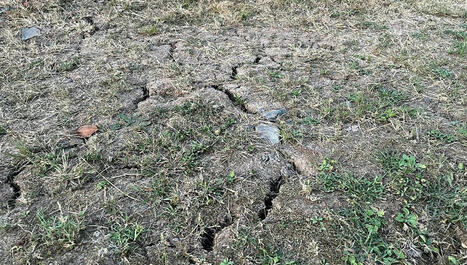 Une partie du Bas-Rhin repasse en alerte sécheresse à cause de la canicule - ici | Alsace Actu | Scoop.it