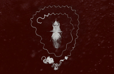 Un sexe amovible, une arme de comp&eacute;tition spermatique | EntomoScience | Scoop.it