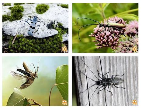 &Agrave; la chasse au capricorne asiatique (et esp&egrave;ces &agrave; ne pas confondre) | EntomoNews | Scoop.it