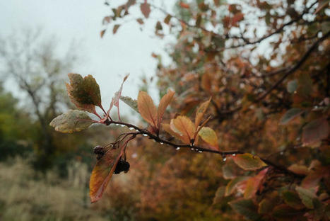 Recipes For Rain | Fujifilm X Series APS C sensor camera | Scoop.it