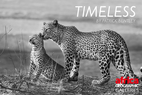 Timeless | NURTURE NATURE FIRST | Scoop.it