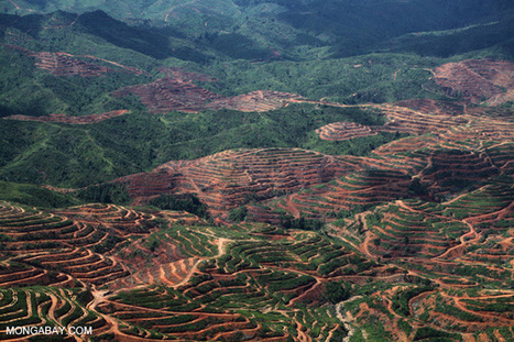 Agriculture causes 80% of tropical deforestation - The Terrible Price We Pay | BIODIVERSITY IS LIFE  – | Scoop.it