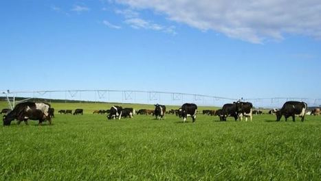 Filière laitière : En Nouvelle-Zélande, des ambitions toujours aussi fortes malgré les difficultés | Questions de développement ... | Scoop.it