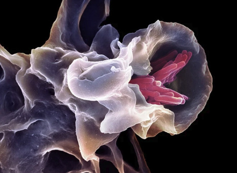 &lsquo;Universal Vaccine&rsquo; Protects Mice Against Multiple Pathogens | Virus World | Scoop.it