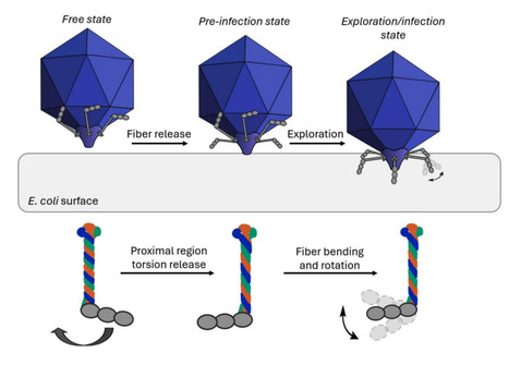 Flexible Motion of T7 bacteriophage Tail Fibers Suggest a Dynamic Viral Infection Mechanism | Virus World | Scoop.it
