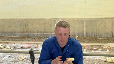 « J’élève des poussins moins stressés » : cet éleveur du Calvados emploie la méthode Nestborn - Ouest France {Abonnés] | Pour innover en agriculture | Scoop.it