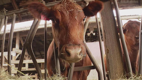 Some Washington cattle ranchers have a beef with President Trump - KING5.com | Backstabber Watch | Scoop.it