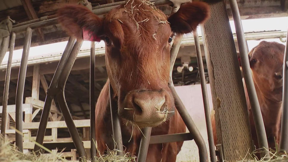 Some Washington cattle ranchers have a beef wit...