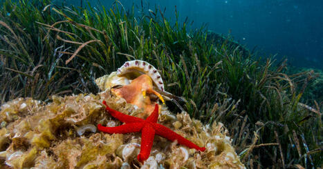 Biodiversité marine : un arrêté protège 36 espèces d'invertébrés supplémentaires - Actu-Environnement | Biodiversité | Scoop.it