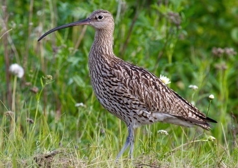 Climate change in Scotland 'to kill the curlew' - Scotsman | CLIMATE CHANGE WILL IMPACT US ALL | Scoop.it