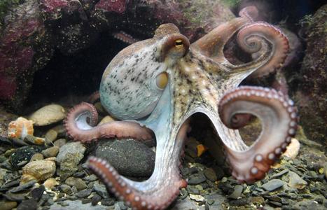 Are Octopuses From Outer Space? Study Suggests Cephalopod Eggs Traveled to Earth on a Comet | Daring Fun & Pop Culture Goodness | Scoop.it