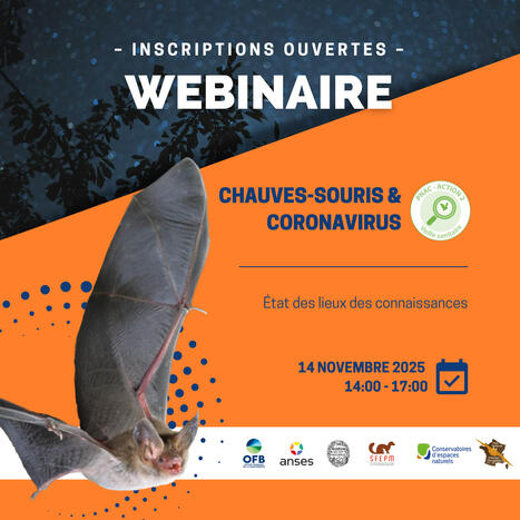 Webinaire : Chauves-souris & Coronavirus. État des lieux des connaissances  | Biodiversité | Scoop.it