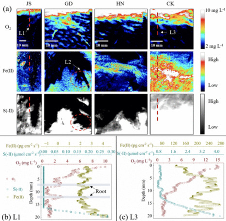 Rapid activation of dormant type IV pili enables a dispersal-infection tradeoff in environments with fluctuating nutrients | brvm | RMH | Scoop.it