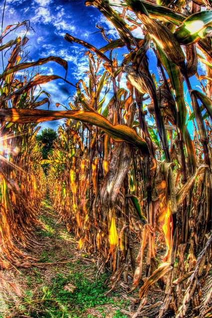 30 Awesome Cornfield Pictures for your Inspiration - Naldz Graphics | Everything Photographic | Scoop.it