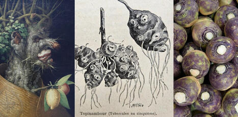 Rutabaga, topinambour&nbsp;: ce que le&nbsp;retour des&nbsp;l&eacute;gumes &laquo;&nbsp;oubli&eacute;s&nbsp;&raquo; dit de notre&nbsp;rapport &agrave; l&rsquo;ALIMENTATION | CIHEAM Press Review | Scoop.it