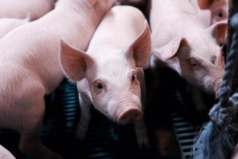 Chinese pork imports more than double in 2016 | ASIES | Scoop.it