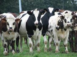 Les producteurs d’Ille-et-Vilaine dans les starting-blocks | SCIENCES DE L' ANIMAL | Scoop.it
