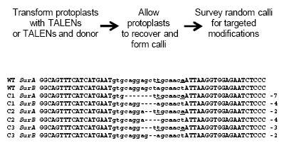 TALENs enable efficient plant genome engineering - Plant Physiology | TAL effector science | Scoop.it