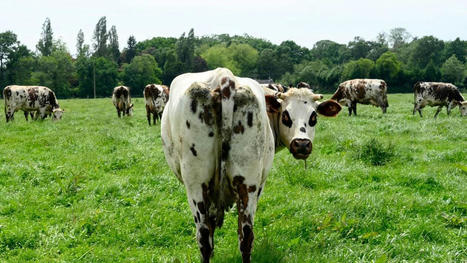 Le cours de la viande bovine remonte, mais les perspectives restent sombres pour les éleveurs | Actualité Bétail | Scoop.it