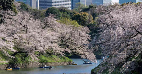 Tokion kirsikankukkahuumassa piilee riski &ndash; viranomaiset varoittavat vanhojen puiden kaatumisesta | Uutisia lyhyesti | Yle | 1Uutiset - Lukemisen t&auml;hden | Scoop.it