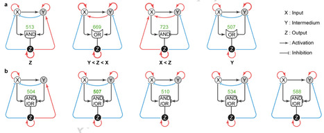 Design principles for robust multistability in coupled feedforward-feedback regulatory circuits | npj | RMH | Scoop.it