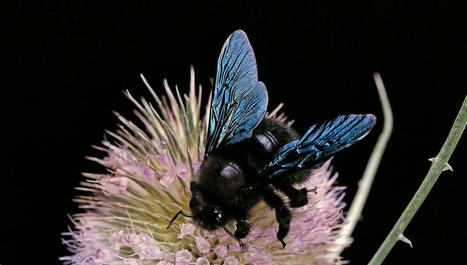 Conférence à Tours : les abeilles sauvages se dévoilent ce soir à l'Université - France Bleu | Variétés entomologiques | Scoop.it