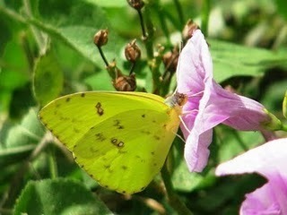 Época de apareamiento y reproducción de los insectos | Bichos en Clase | Scoop.it