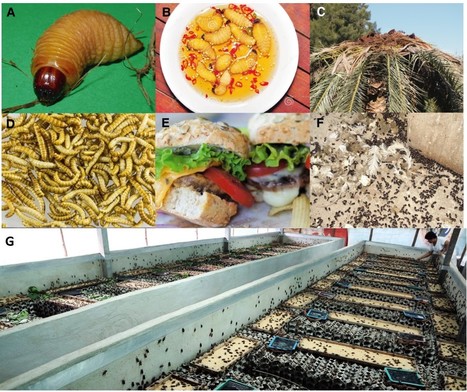 L’élevage industriel d’insectes comestibles pourrait être une source importante de nouvelles invasions biologiques | EntomoScience | Scoop.it