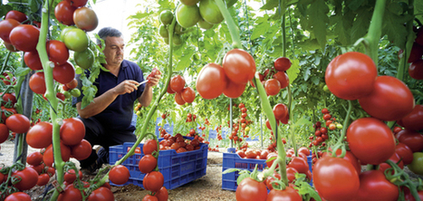 Naissance d&rsquo;un r&eacute;seau europ&eacute;en d&rsquo;innovation pour les l&eacute;gumes | HORTICULTURE | Scoop.it