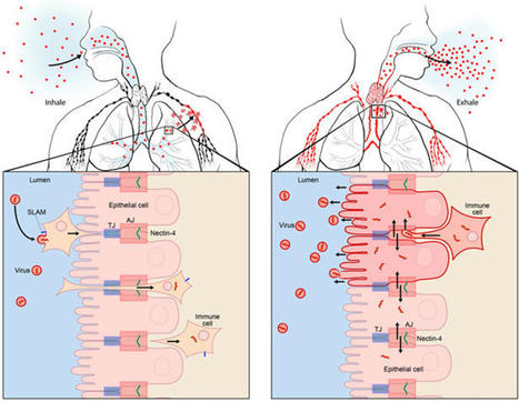 Measles Virus - an overview | ScienceDirect Topics | Mucosal Immunity | Scoop.it