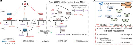 Quorum sensing-driven metabolic altruism of nitrite-oxidizing bacteria fuels nitritation | Nwt | RMH | Scoop.it