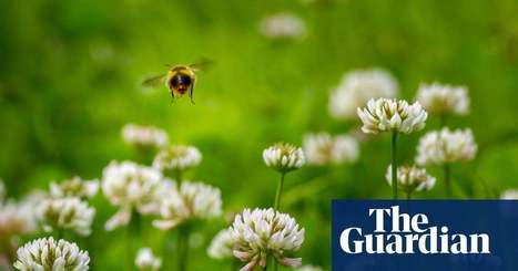 Le dépérissement des insectes causera de graves dommages écologiques, alertent entomologistes et écologistes du Royaume Uni | EntomoScience | Scoop.it