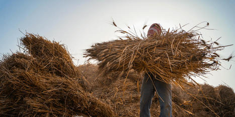 Egyptian Cabinet: Wheat Reserves Will Last 2.6 Months | MED-Amin network | Scoop.it