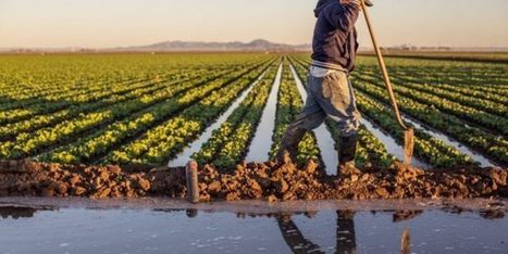 La culture de légumes dans l'eau salée, une solution pour la sécurité alimentaire ? | SCIENCES DU VEGETAL | Scoop.it