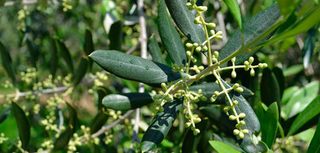 ¿Se estresa el olivo? | OLIVE NEWS | Scoop.it
