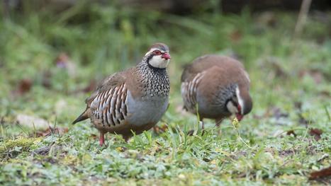 Environnement : le silence des oiseaux | Les oiseaux au gré du vent | Scoop.it