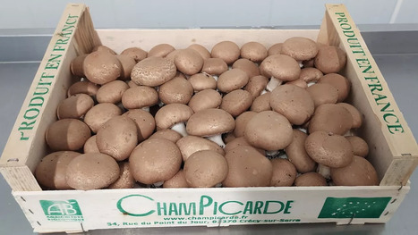 ChamPicarde tient bon sur le marché du champignon bio | Distribution - Innovation | Scoop.it