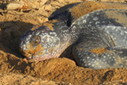 Leatherback sea turtles suffer 78 percent decline at critical nesting sites in Pacific | BIODIVERSITY IS LIFE  – | Scoop.it