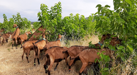 L’arbre fourrager, une solution pour nourrir les chèvres en temps de sécheresse ? | Actualités de l'élevage | Scoop.it