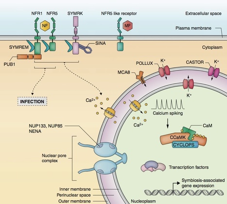 Curr Opin Plant Biol: Activation of calcium- and calmodulin-dependent protein kinase (CCaMK), the central regulator of plant root endosymbiosis (2012) | Plants and Microbes | Scoop.it